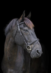 Cameo Core Comfort Bridle