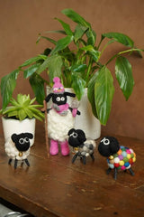 Pachamama Shearing Sheila