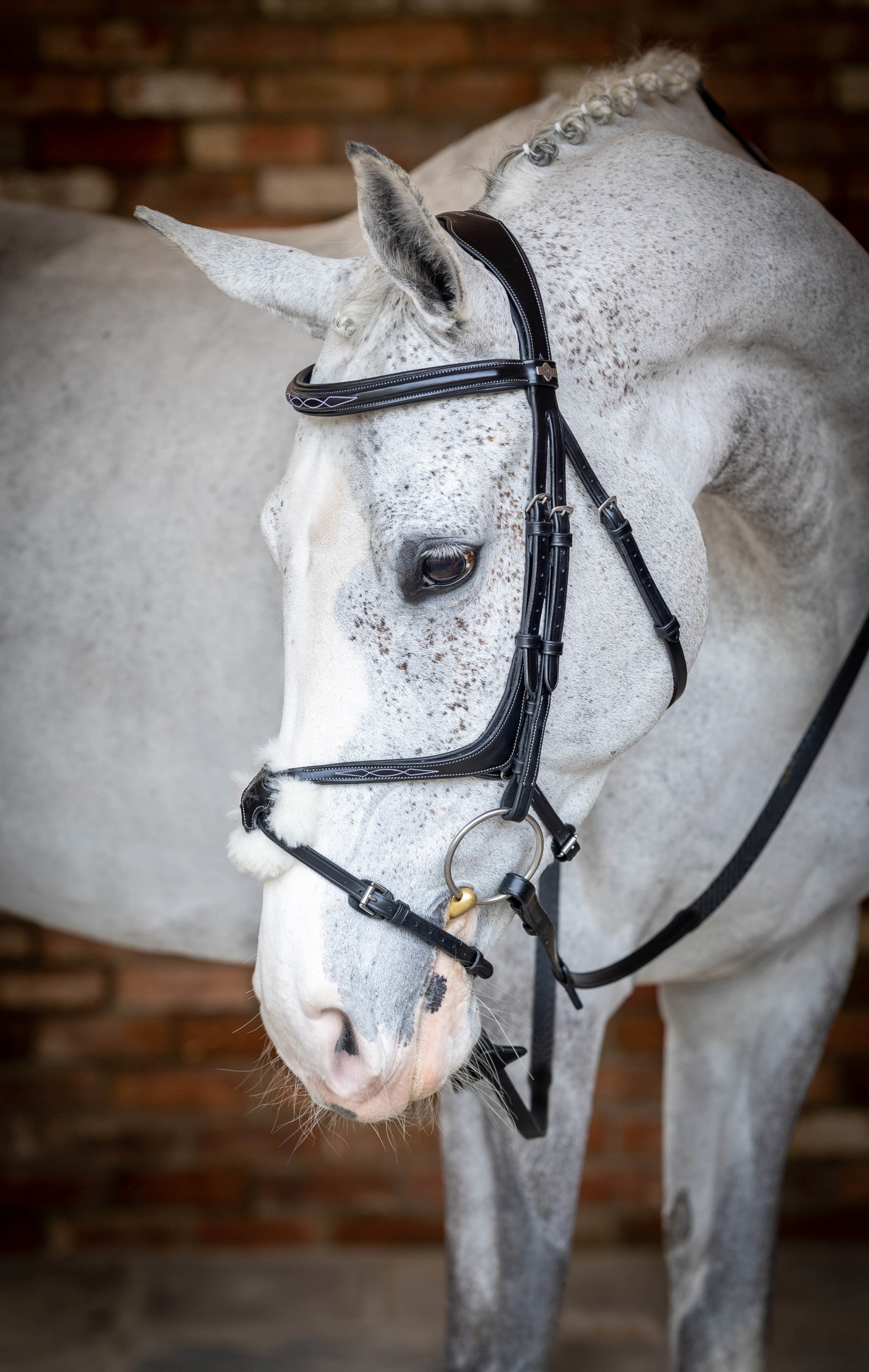 LeMieux Kudos Grackle Bridle Treehouse Sporting Colours lemieux-kudos-grackle-bridle-treehouse-sporting-colours
