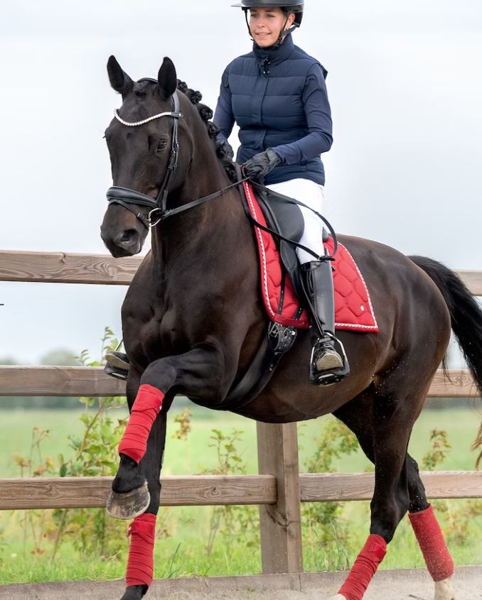 PS of Sweden Signature Polo Bandage