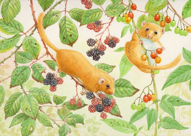 Wildlife Greeting Card - Common Dormouse