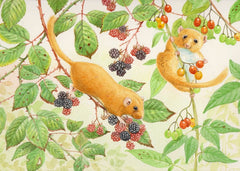 Wildlife Greeting Card - Common Dormouse