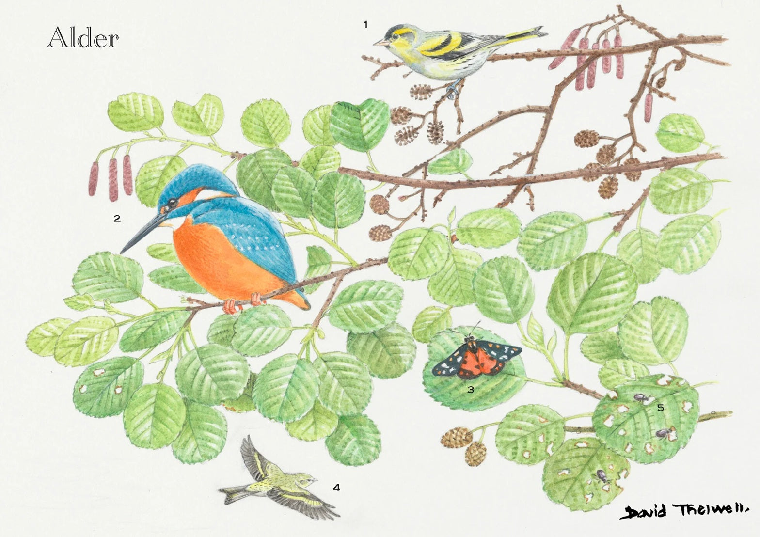 Tree & Wildlife Greeting Care - Alder Tree