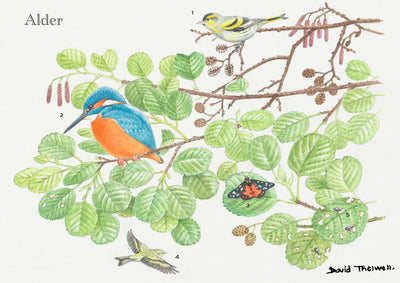 Tree & Wildlife Greeting Care - Alder Tree