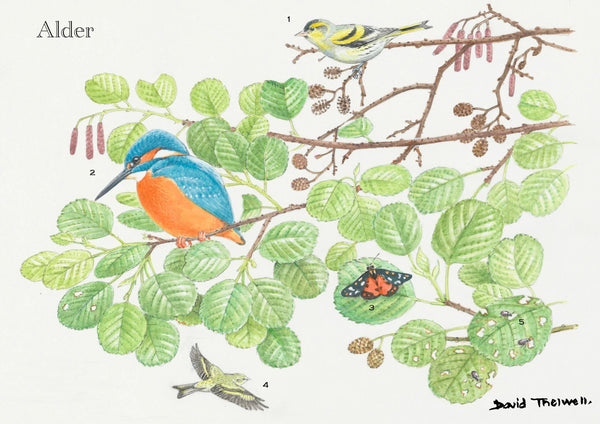 Tree & Wildlife Greeting Care - Alder Tree
