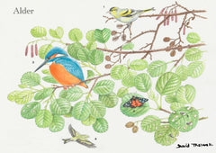 Tree & Wildlife Greeting Care - Alder Tree