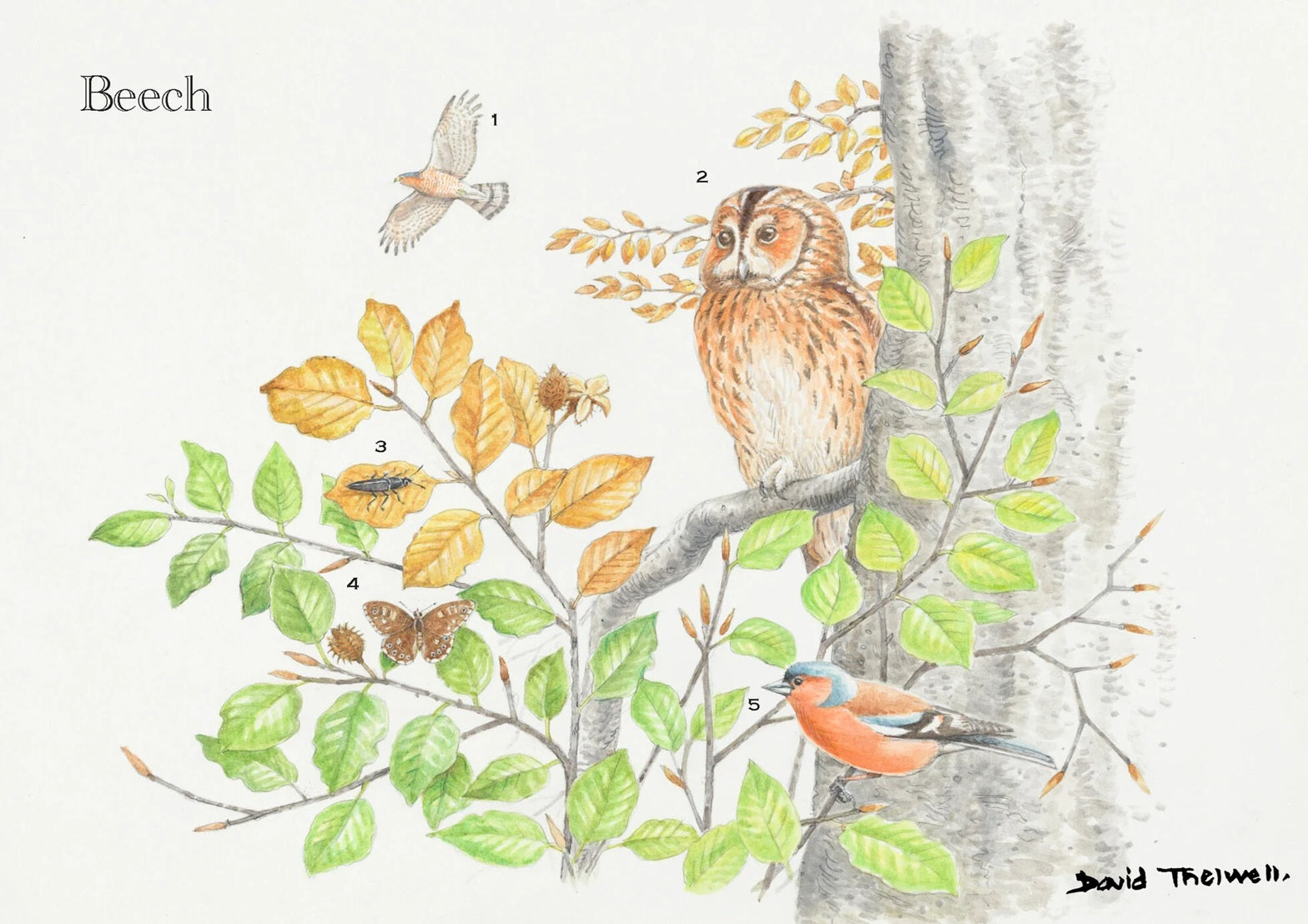 Tree & Wildlife Greeting Card - Beech Tree