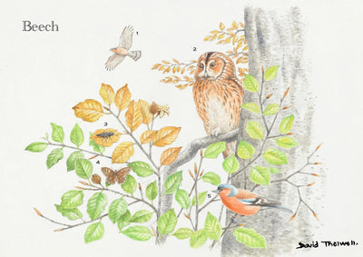 Tree & Wildlife Greeting Card - Beech Tree