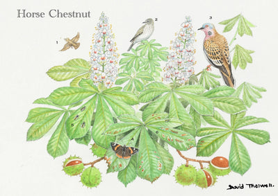 Tree & Wildlife Greeting Card - Horse Chestnut Tree by David Thelwell