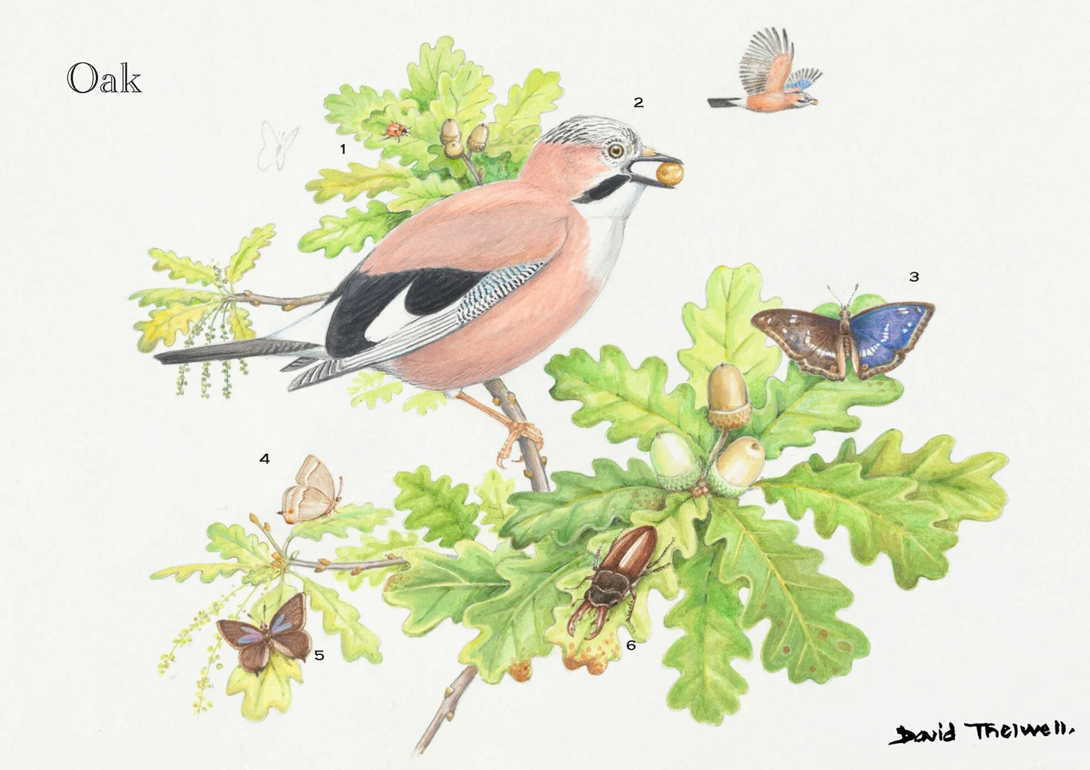 Tree & Wildlife Greeting Card - Oak Tree