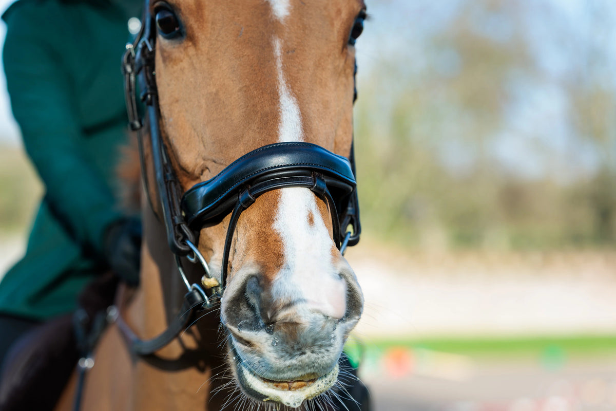 EcoRider Seamfree Anatomic Bridle