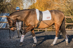 EquiAmi Global Lunge And Riding Aid