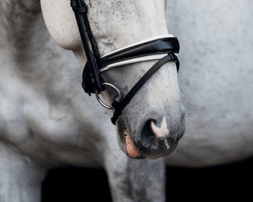 PS of Sweden GP Bridle