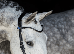 PS of Sweden GP Bridle