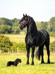 Mini LeMieux Toy Pony & Unicorns