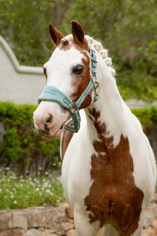 LeMieux Mini Vogue Headcollar
