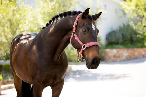 LeMieux Essence Headcollar