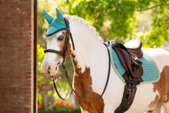 LeMieux Mini Fly Hood