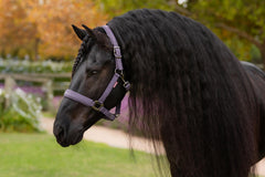 LeMieux Essence Headcollar