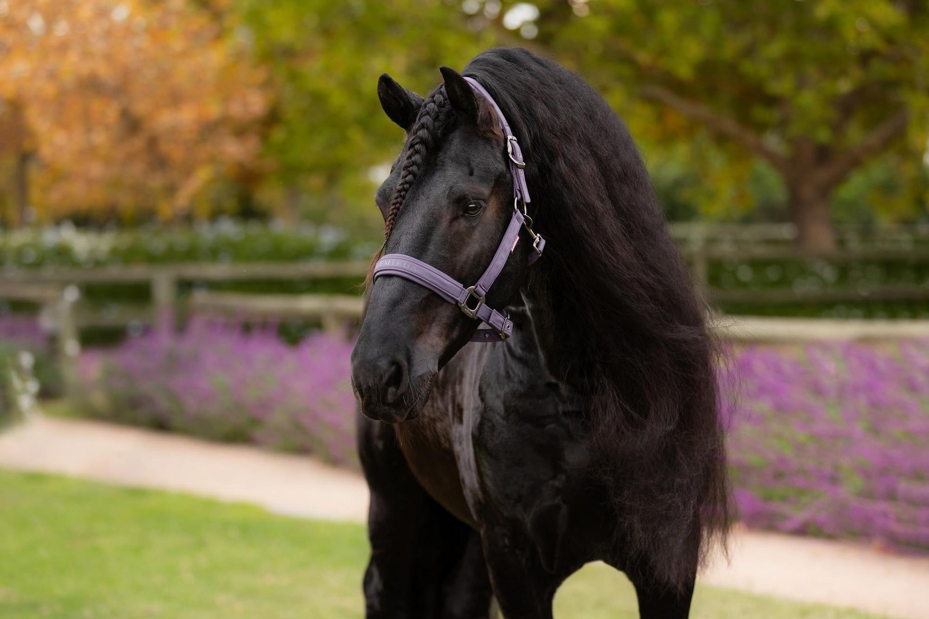 LeMieux Essence Headcollar
