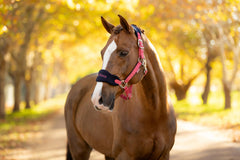 Vogue Headcollar & Rope