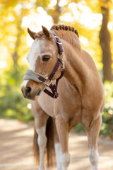 LeMieux Mini Vogue Headcollar