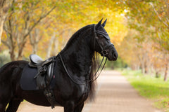LeMieux Essence Dressage Square