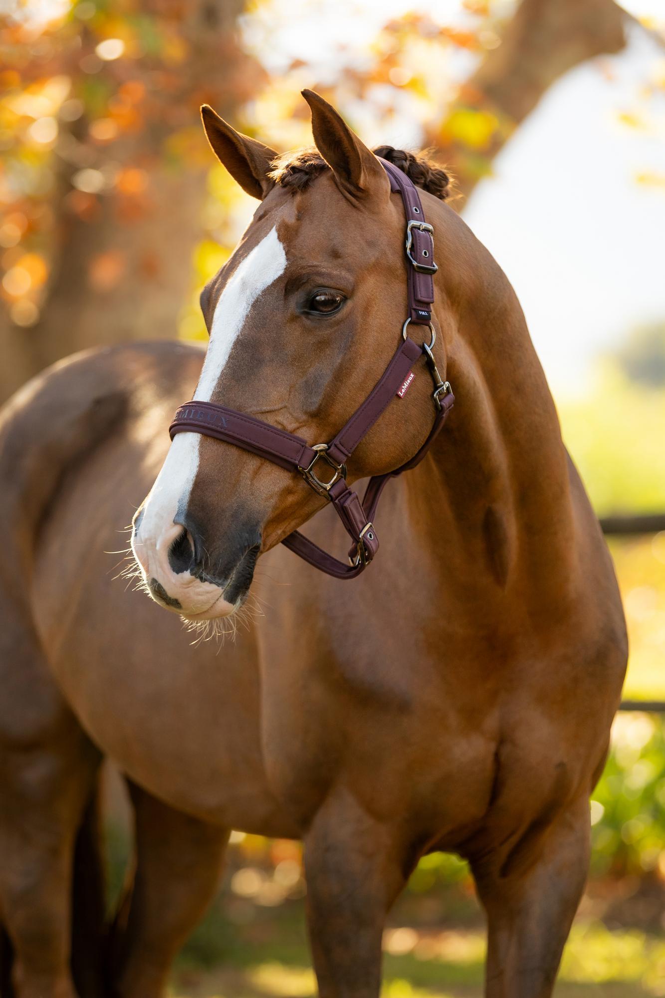 LeMieux Essence Headcollar