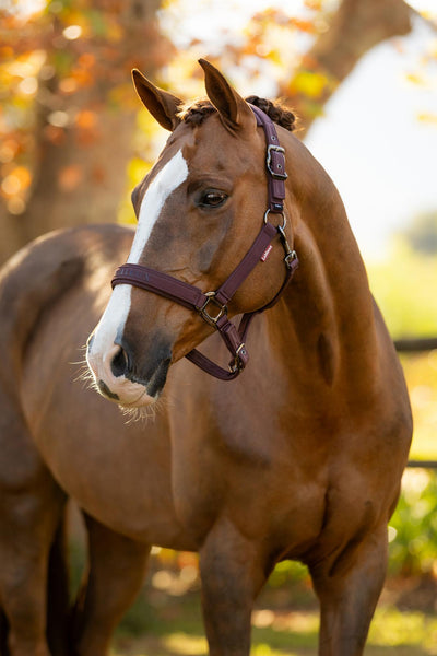LeMieux Essence Headcollar