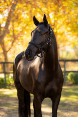 LeMieux Essence Headcollar