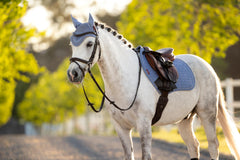 LeMieux Mini Fly Hood