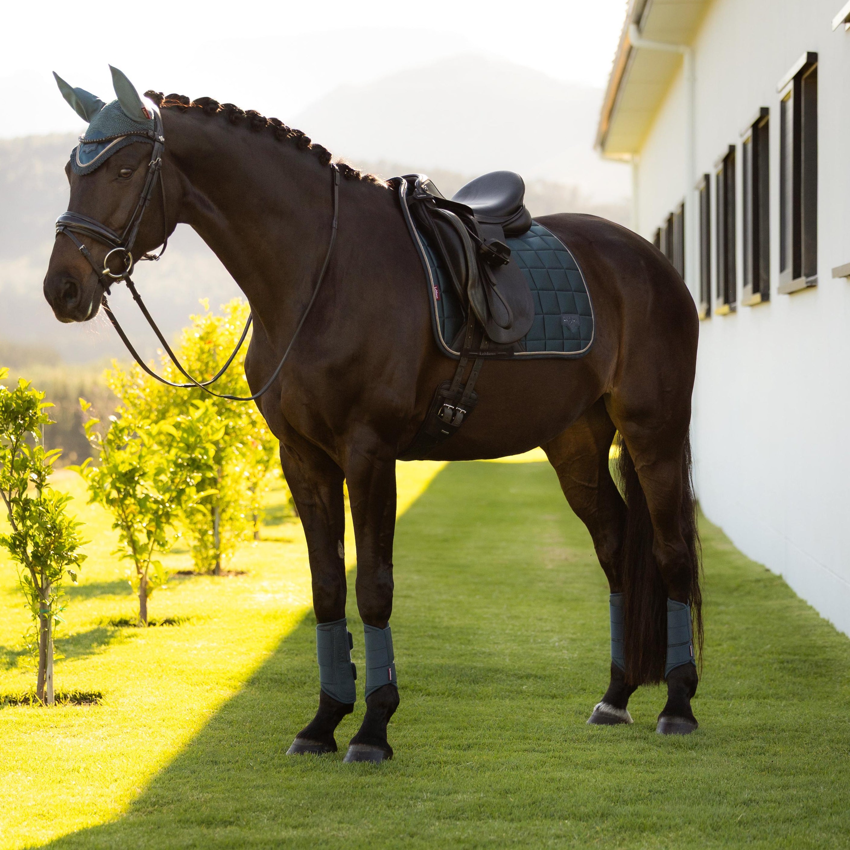 LeMieux Loire Classic Dressage Square