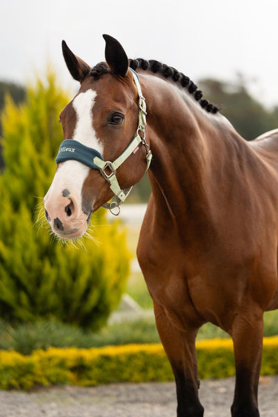 Vogue Headcollar & Rope