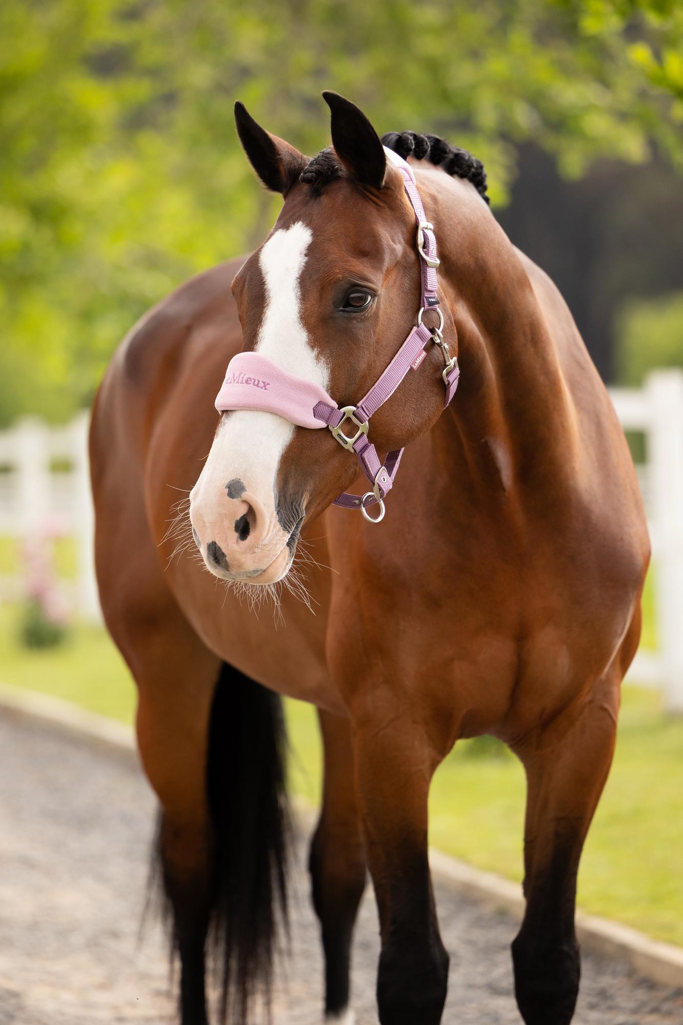 Vogue Headcollar & Rope
