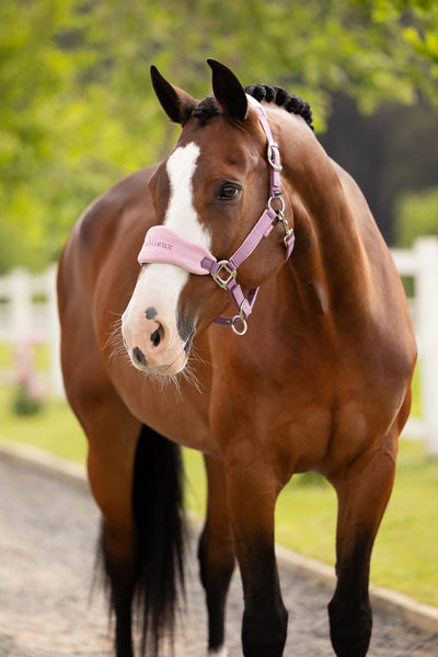 Vogue Headcollar & Rope