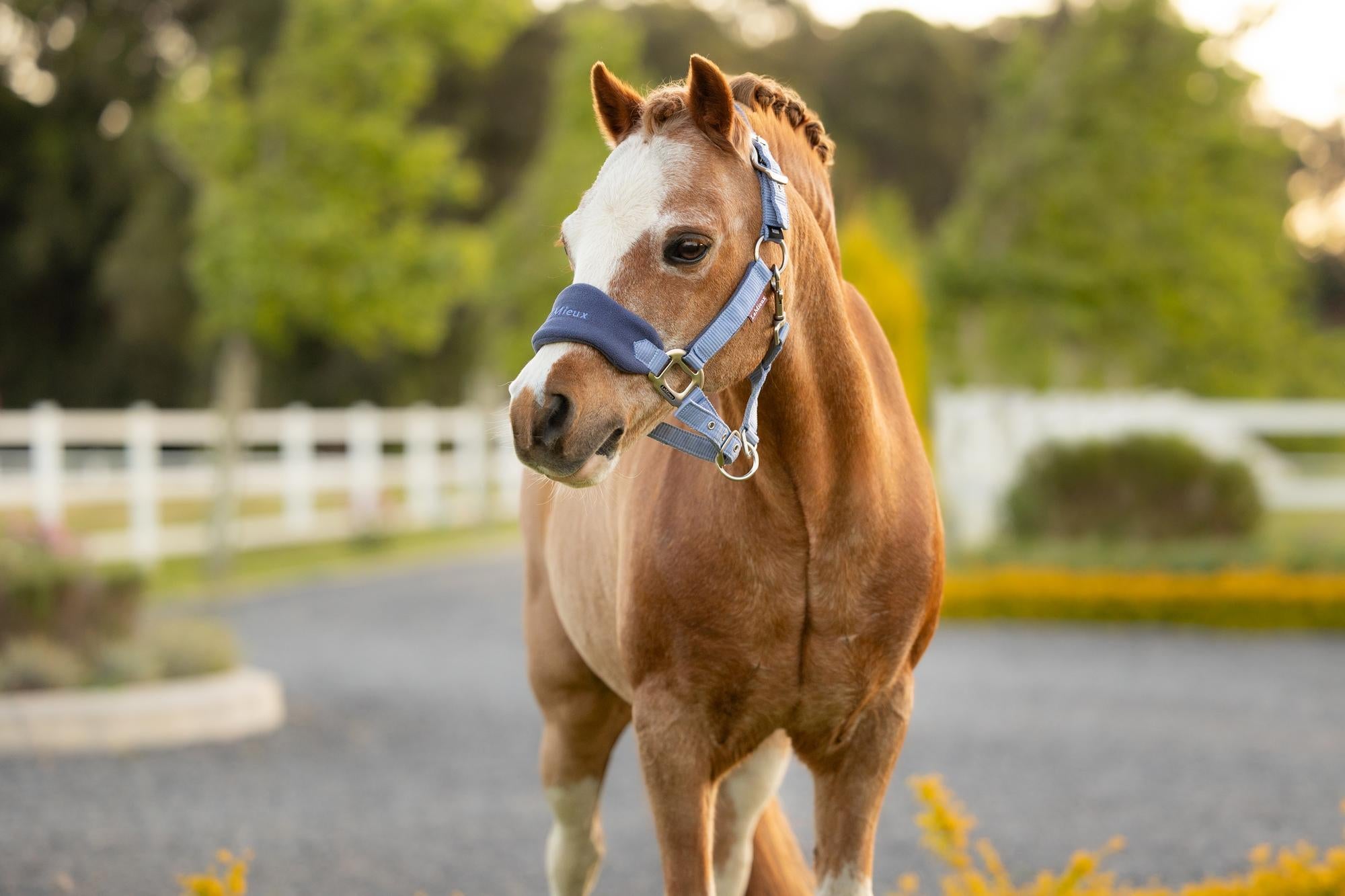 LeMieux Mini Vogue Headcollar