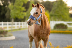LeMieux Mini Vogue Headcollar