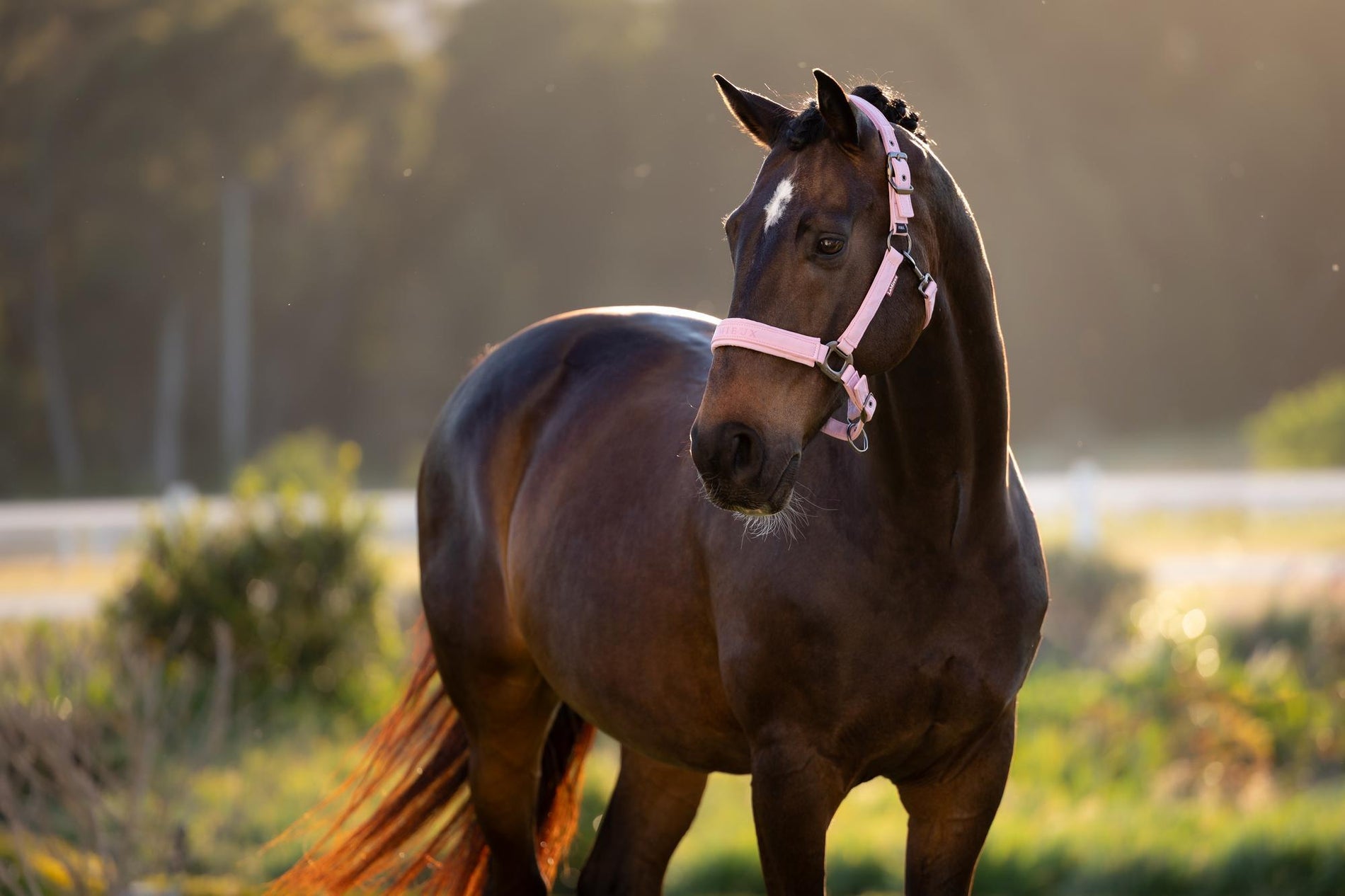 LeMieux Essence Headcollar