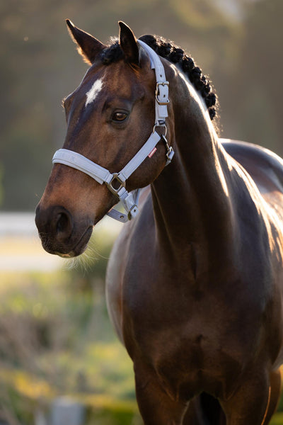 LeMieux Essence Headcollar