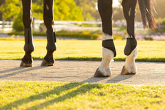 LeMieux Arika Fetlock Boot