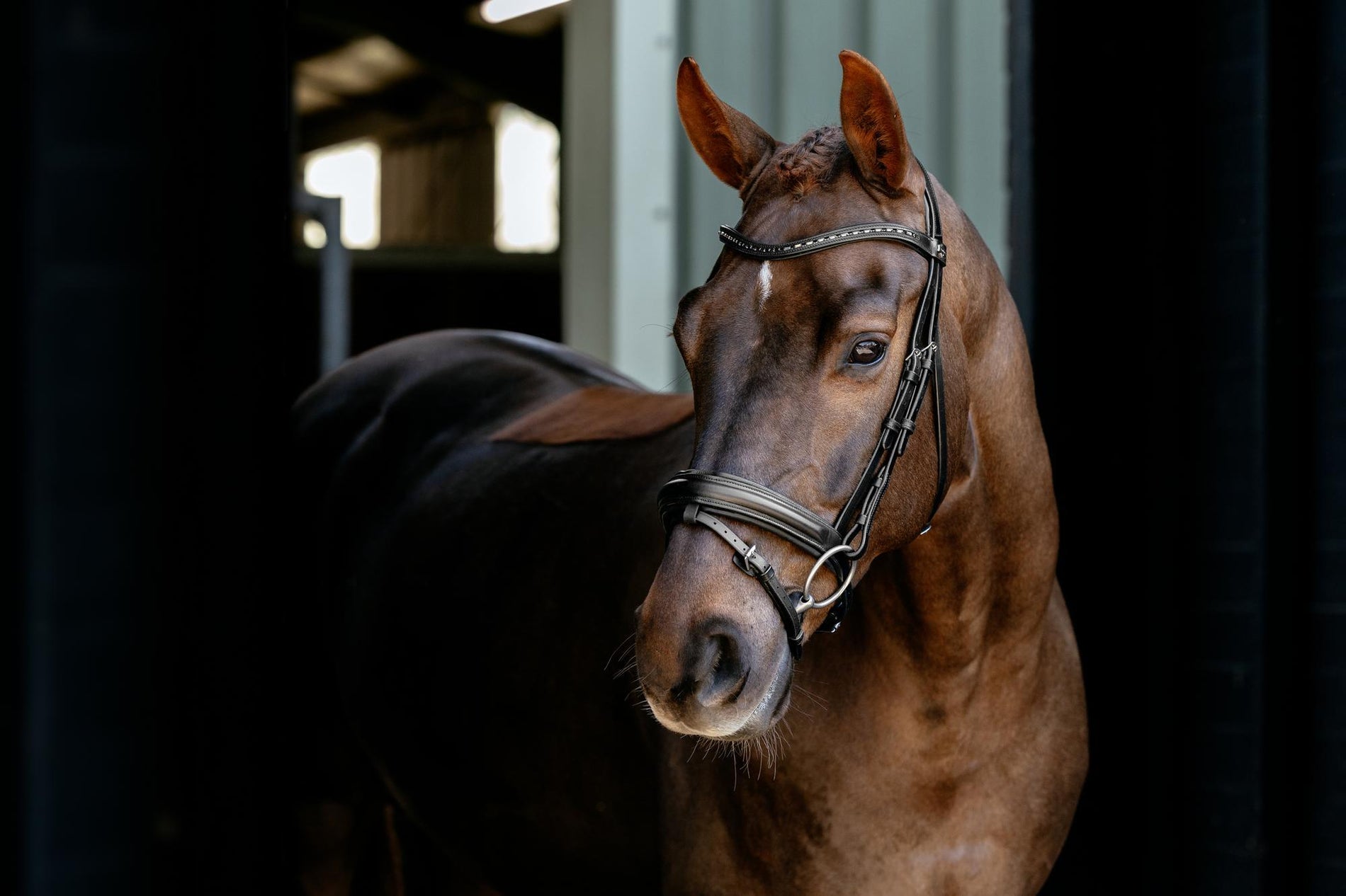 Arika Anatomic Dressage Bridle