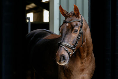 Arika Anatomic Dressage Bridle