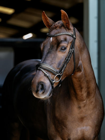 Arika Anatomic Dressage Bridle