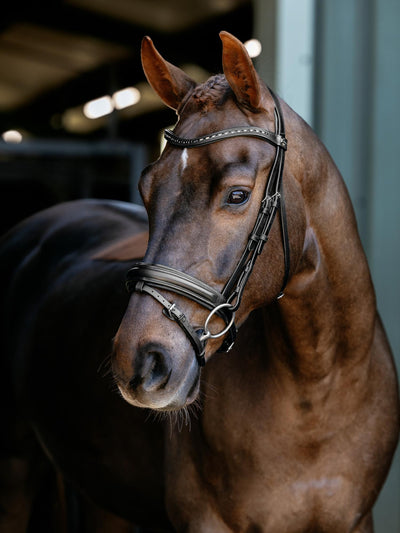 Arika Anatomic Dressage Bridle