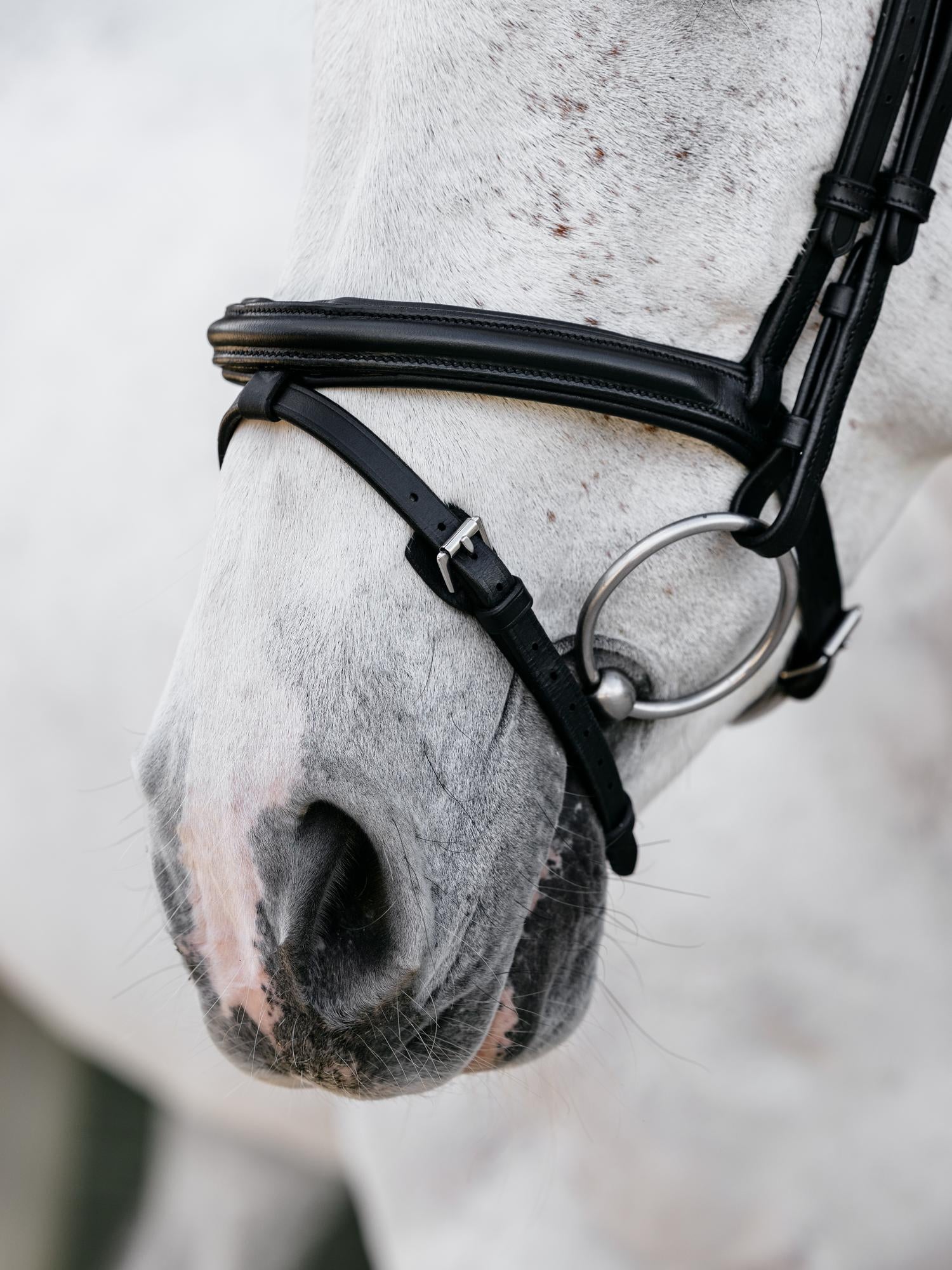 LeMieux Arika Anatomic Flash Bridle