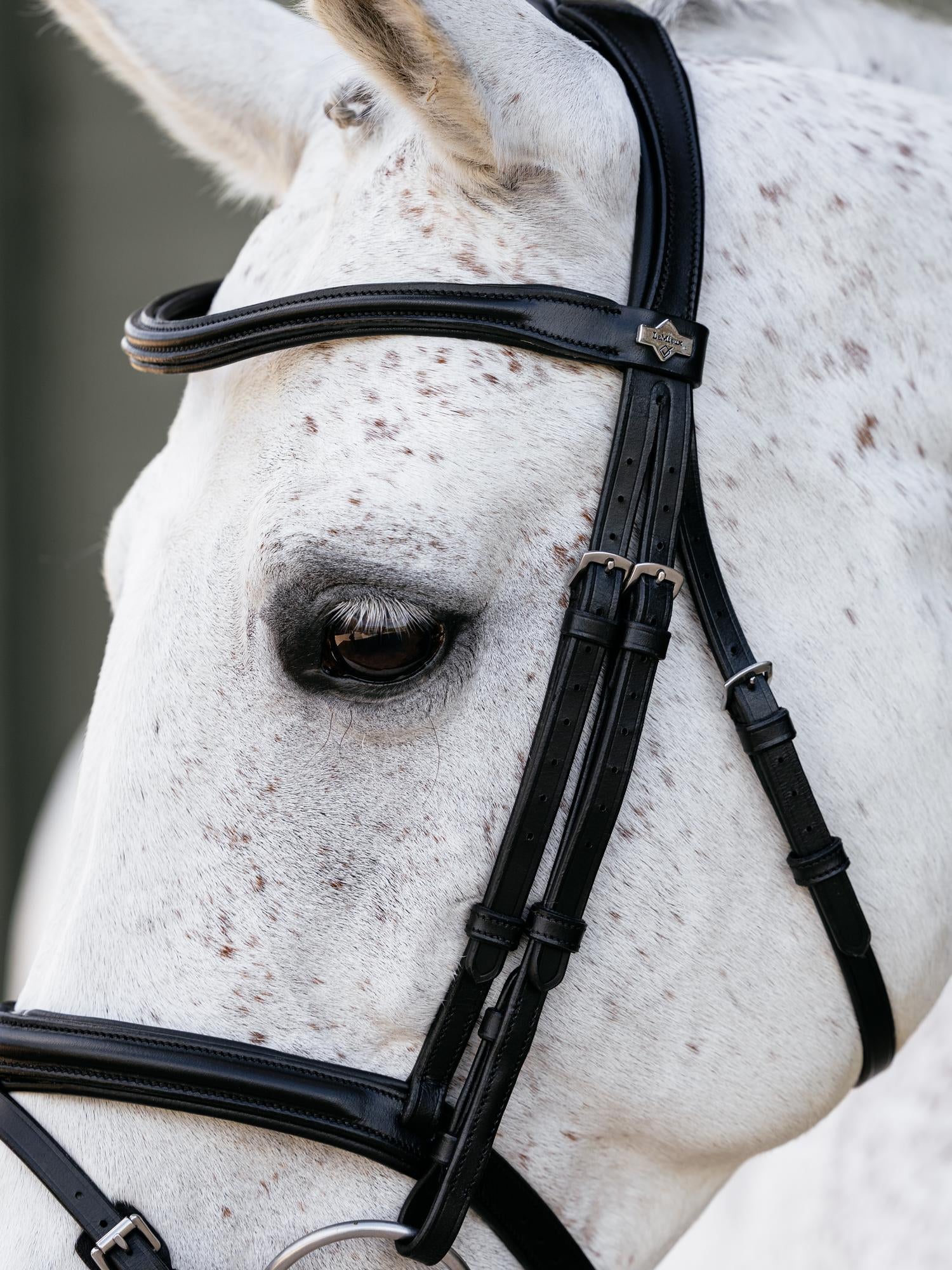LeMieux Arika Anatomic Flash Bridle