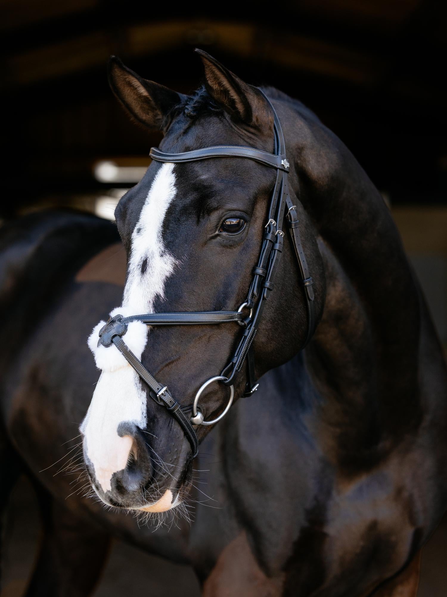 Arika Anatomic Grackle Bridle