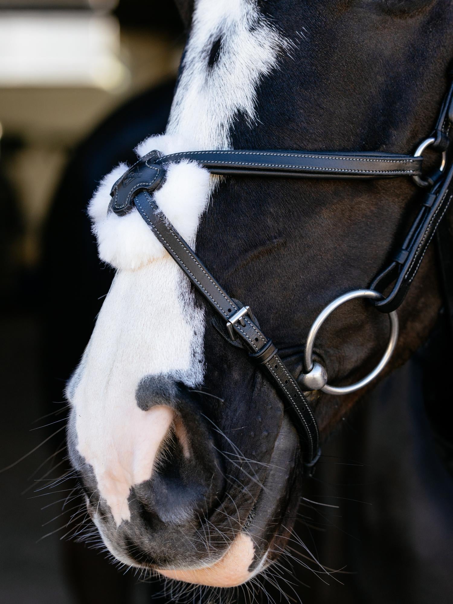 Arika Anatomic Grackle Bridle