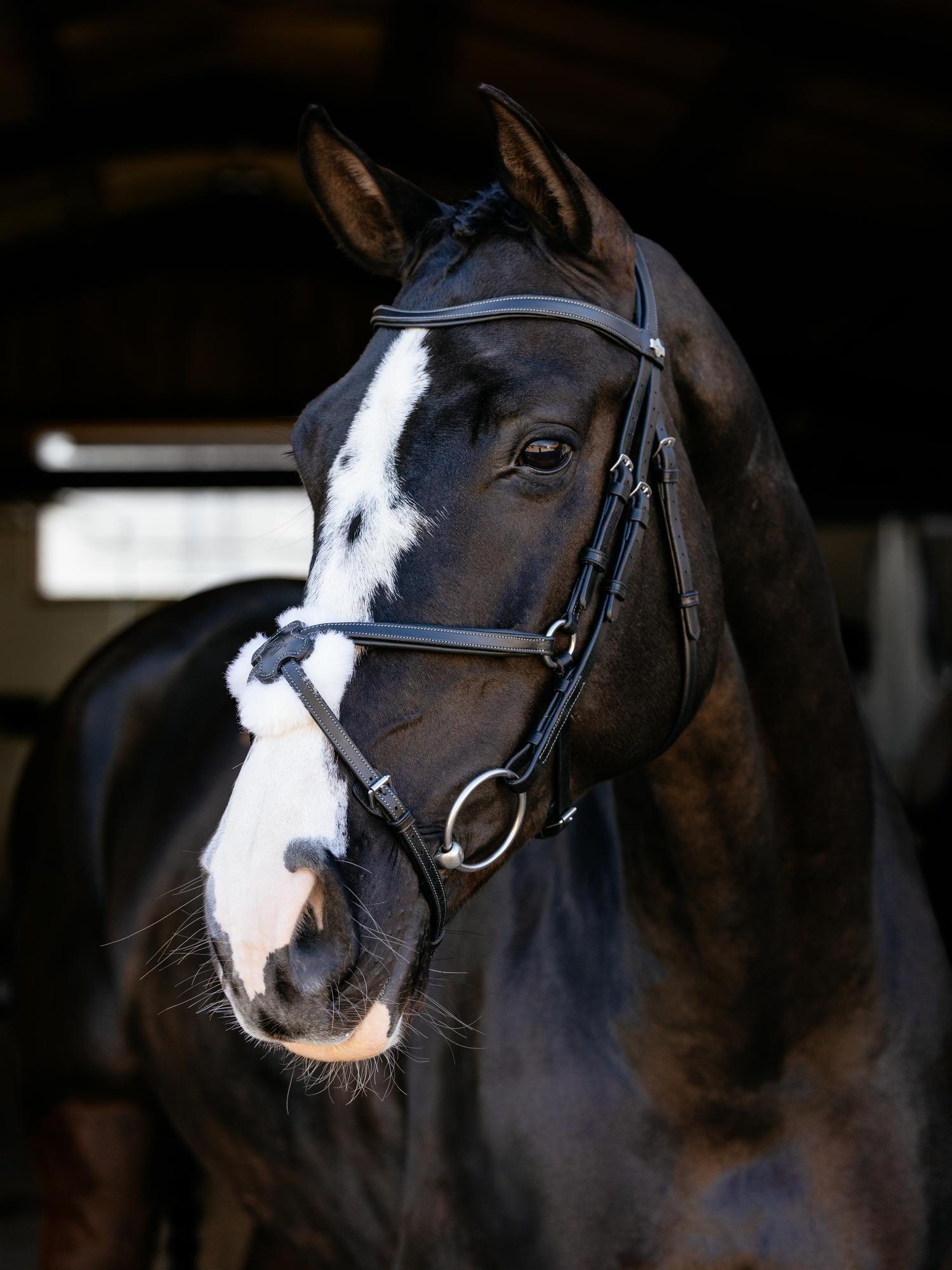 Arika Anatomic Grackle Bridle
