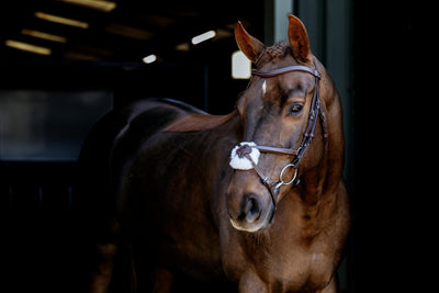 Arika Anatomic Grackle Bridle